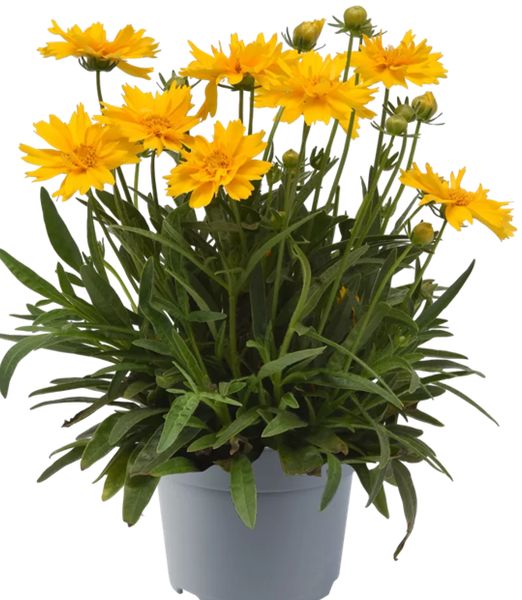 Coreopsis grandiflora 'Double the Sun'